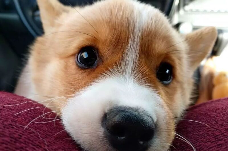 Why Do Dogs Develop Skin Lumps?