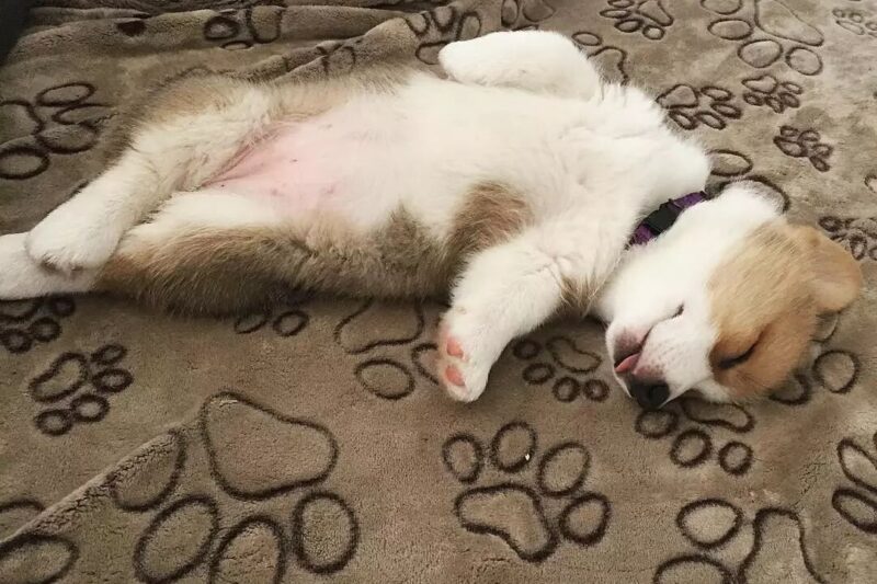 What Causes Skin Discoloration in Dogs?