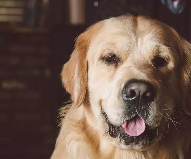 What’s wrong if a dog’s mouth is bleeding?